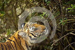 Wild royal bengal tiger closeup or portrait in natural green background in terai region forest at dhikala zone of jim corbett