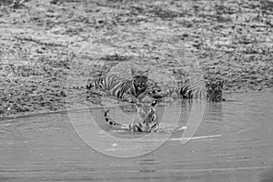 Wild royal bengal tiger cubs in black and white background playing in water body during summer season at bandhavgarh national park