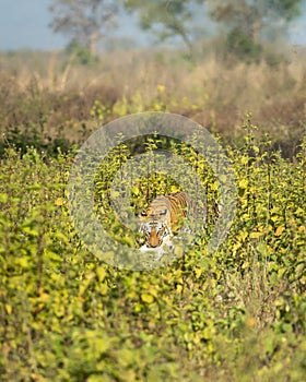 Wild royal bengal tiger with spotted deer kill in his mouth or jaws with eye contact in natural green field of terai region forest