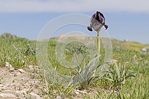 Wild Royal Black Iris with Tel Arad in the Background