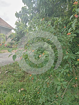 Wild royalty flower oranye