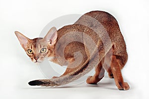 Wild ruddy abyssinian cat photo