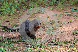 Wild ruddy mongoose