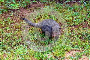 Wild ruddy mongoose