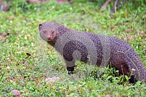 Wild ruddy mongoose or Urva smithii in wild