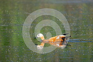 A wild Ruddy Shelduck or Tadorna ferruginea