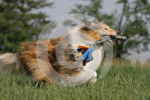 Wild running collie holding a dogtoy