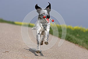 Wild running dog holding a dogtoy photo