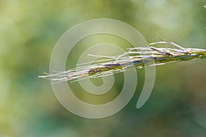 Wild Rye Grass - Elymus glaucus