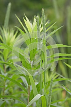 Wild Rye Prairie Grass