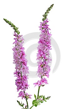 Wild Sage Flowers