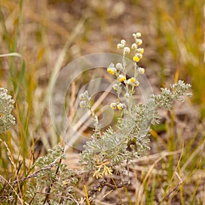 Wild Sage Wormwood Artemisia figida yellow flower photo