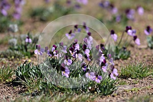 Wild Sagebrush Violets photo