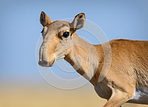 Wild saiga antelope saiga tatarica