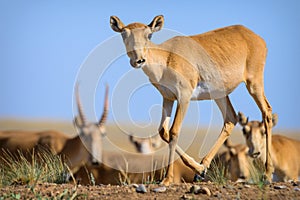 Wild saiga antelope saiga tatarica