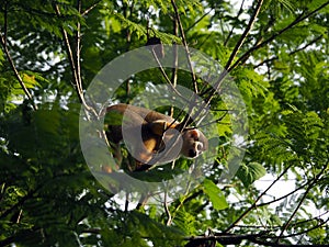 Wild Saimiri capuchin ape in a tree in a forest in tropical Suriname South America