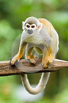 Wild Saimiri Monkey
