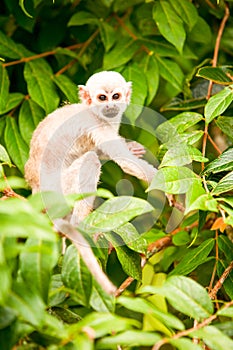 Wild Saimiri Monkey Cub