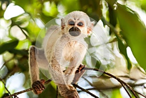 Wild Saimiri Monkey Cub