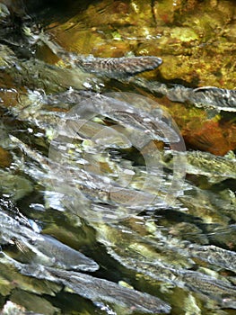 Wild Salmon Swimming in Stream