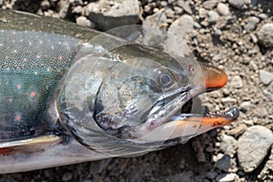 Wild salmonid fish Salvelinus often called charr or char with pink spots over darker body. Close-up view of fish snout