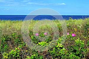 Wild Salt Spray Roses beautify the coastline