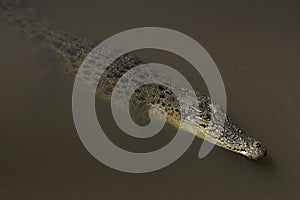 A Wild Salt Water Crocodile in Australia