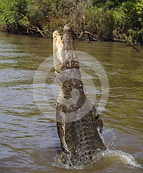 Wild saltwater crocodile jumping, Australia