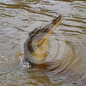 Wild saltwater crocodile jumping, Australia