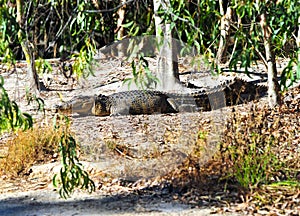 Wild saltwater crocodile,queensland,australia