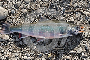 Wild Salvelinus - genus of salmonid fish often called char or charr with pink spots over darker body. Close-up view