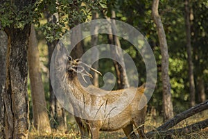 Wild Sambar Buck Browsing at a Tree