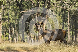 Wild Sambar Buck Pausing in Forest