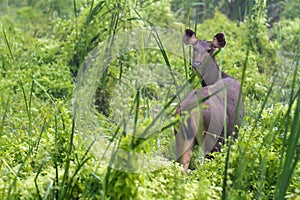 Wild sambar deer photo