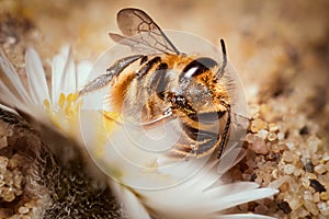 wild sand bee sitting in flower with its tongue to pollen harvest nectar