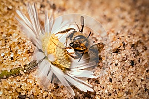 wild sand bee with tongue on flower seed sitting