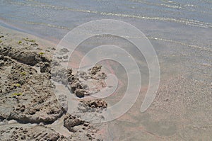 Wild sandy beach with pink sand and clear water.