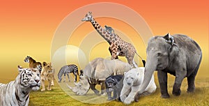 Wild savanna animals group collage