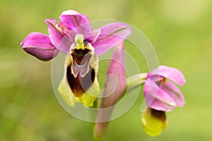 Wild Sawfly Orchid flowers closeup - Ophrys tenthredinifera subps. guimaraesii