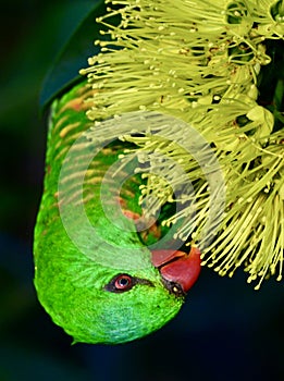 A wild scaly breasted lorikeet in Queensland, Australia