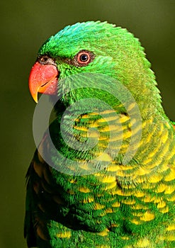 A wild scaly breasted lorikeet in Queensland, Australia