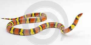 Wild scarlet kingsnake or scarlet milk snake - Lampropeltis elapsoides - Isolated on white background