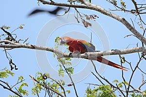 Wild Scarlet Macaw in Costa Rica