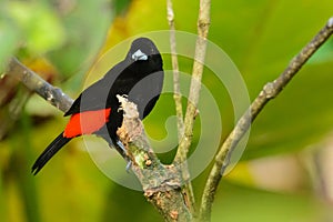 Scarlet-rumped tanager photo