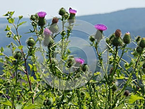 Wild Scottish thistle growing in fields and meadows.