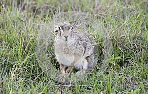Wild Scrub Hare Lepus saxatilis Sitting in Grass photo