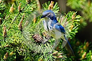 Wild Scrub Jay