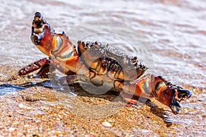Wild sea crab with threatening claws in defending pose on sandy beach by water at summer