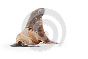 Wild sea lion on beach