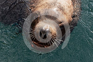 Wild sea mammal animal Steller Sea Lion swims in cold water Pacific Ocean